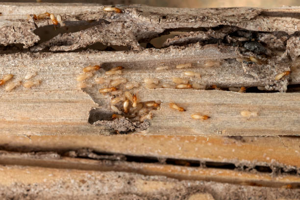 Best Pest Prevention Services  in Forest Park, GA